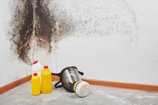 Mold Removal and Inspection