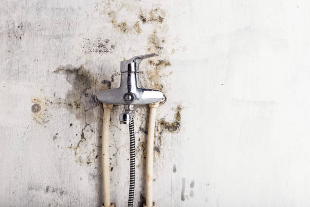  Ddleville, MI Mold Removal Pros