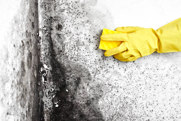 Best Crawl Space Mold Removal  in Ddleville, MI