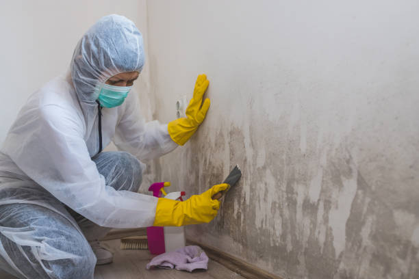 Best Mold Cleaning Services  in Ddleville, MI