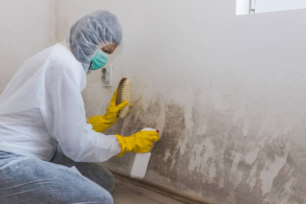 Best Best Mold Removal Companies  in Ddleville, MI