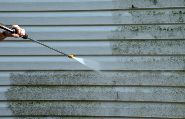 Best Local Mold Removal Service  in Ddleville, MI