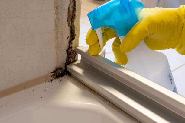 Best Mold Removal Company Near Me  in Ddleville, MI