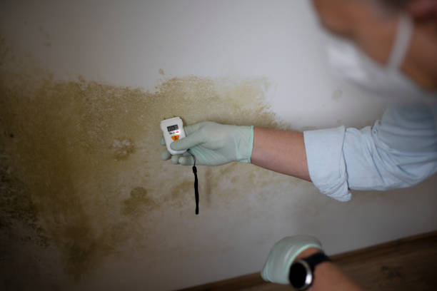 Best Professional Mold Removal  in Ddleville, MI
