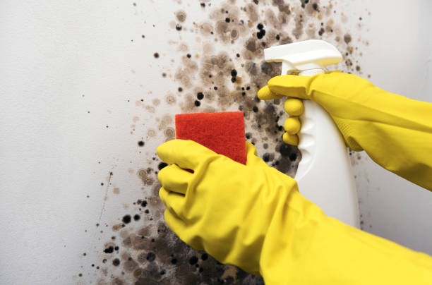 Best Mold Removal Near Me  in Ddleville, MI