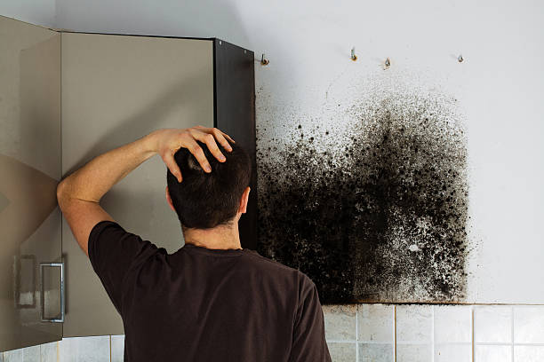 Professional Mold Removal in Middleville, MI