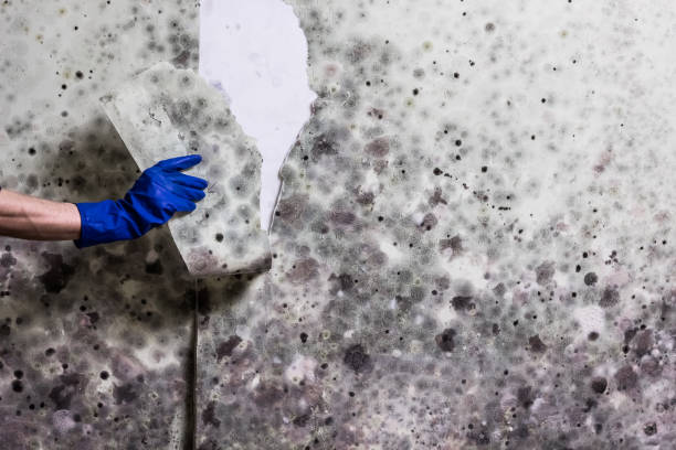 Best Mold Remediation Experts  in Ddleville, MI